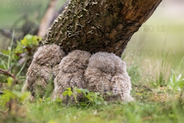 Three eagle owl (Bubo bubo) chicks sitting close together under a tree trunk, well camouflaged in