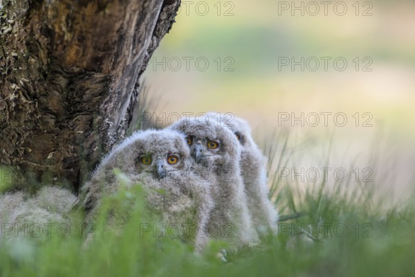 Three eagle owl (Bubo bubo) chicks sitting hidden in their nest near a tree in the grass and