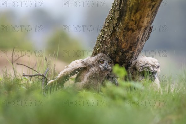 Two young eagle owls (Bubo bubo) sitting under a tree with their siblings, surrounded by green
