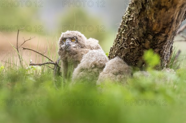 Four eagle owl (Bubo bubo) chicks sitting hidden in their nest near a tree in the grass, one young