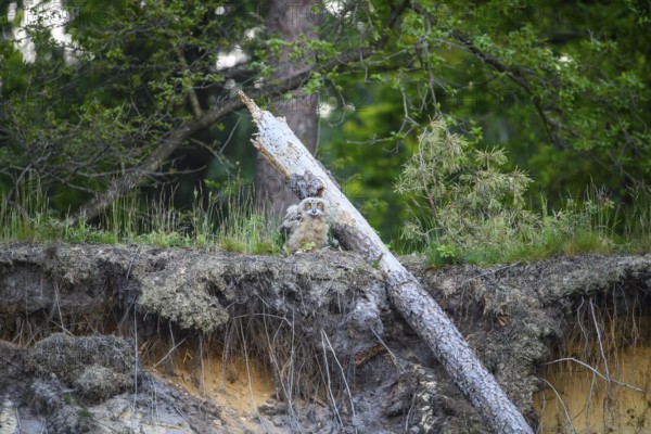 A young eagle owl (Bubo bubo) sitting on a mound of earth surrounded by green vegetation and trees,