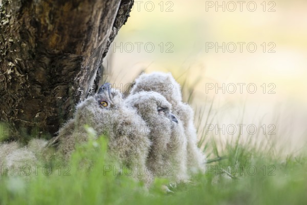 Four eagle owl (Bubo bubo) chicks sitting hidden in their nest near a tree in the grass, one young