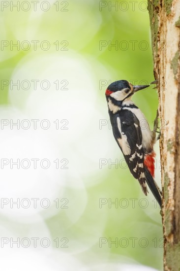 Great spotted woodpecker (Dendrocopos major) sitting vertically on a tree trunk and feeding its
