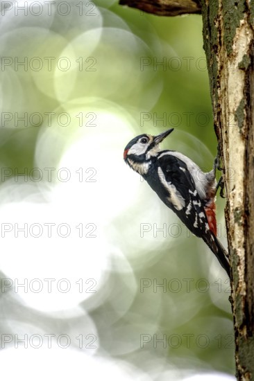 Great spotted woodpecker (Dendrocopos major) climbing on a tree trunk in a natural environment,