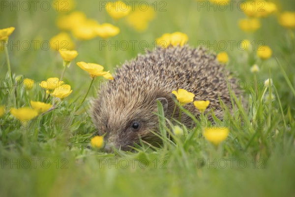 European hedgehog (Erinaceus europaeus) adult animal amongst Buttercup flowers in a meadow in