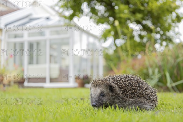 European hedgehog (Erinaceus europaeus) adult animal on a garden grass lawn with a house in the