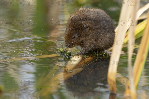 Water vole (Arvicola amphibius) adult animal on a reed stem in a pond in summer, RSPB Minsmere