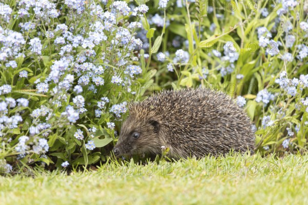 European hedgehog (Erinaceus europaeus) adult animal walking on a garden flower border with