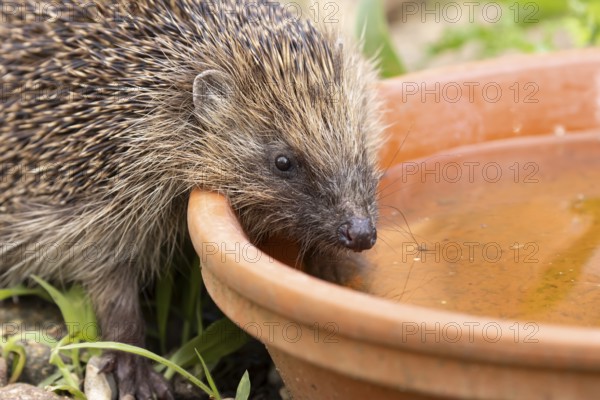 European hedgehog (Erinaceus europaeus) adult animal drinking water from a garden plant pot saucer