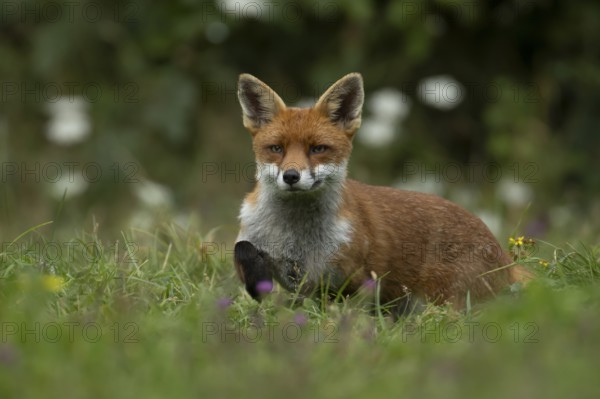 Red fox (Vulpes vulpes) adult animal amongst wild flowers in a meadow in summer, England, United