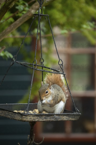 Grey squirrel (Sciurus carolinensis) adult animal eating bird food from a garden bird feeder,