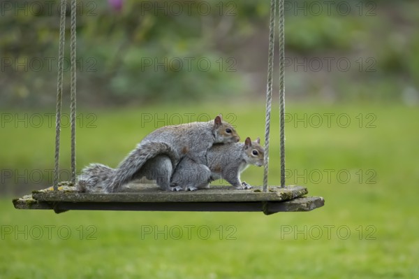 Grey squirrel (Sciurus carolinensis) two adult animals in love mating on a garden swing, England,