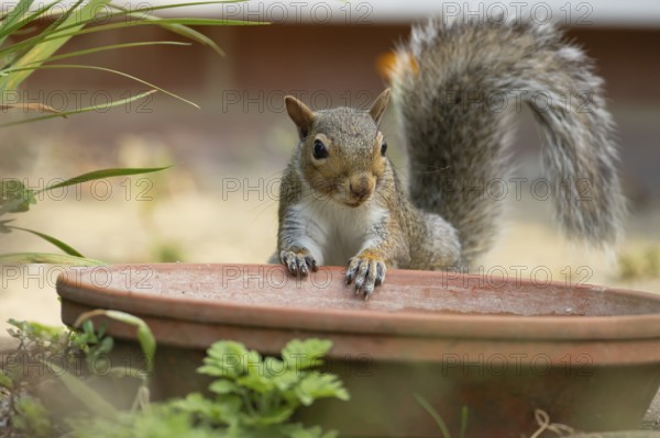 Grey squirrel (Sciurus carolinensis) adult animal by a garden plant pot saucer in summer, England,