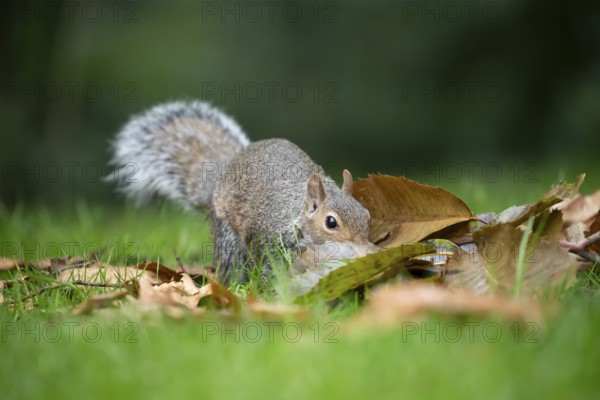 Grey squirrel (Sciurus carolinensis) adult animal searching for food amongst fallen tree leaves in