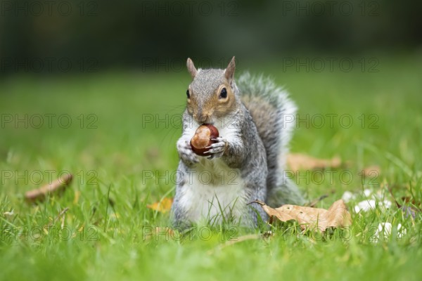 Grey squirrel (Sciurus carolinensis) adult animal feeding on a Horse chestnut nut or conker in