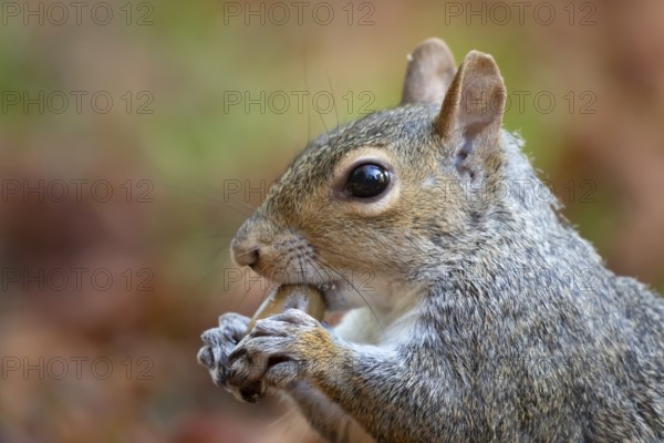 Grey squirrel (Sciurus carolinensis) adult animal eating an acorn, England, United Kingdom