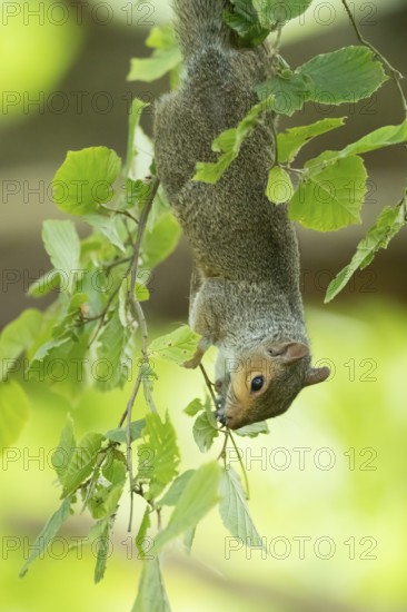 Grey squirrel (Sciurus carolinensis) adult animal hanging upside down in a tree in summer, England,