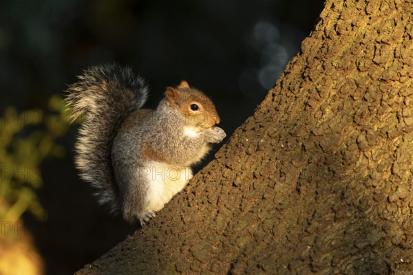 Grey squirrel (Sciurus carolinensis) adult animal eating a nut on a tree trunk in a woodland,
