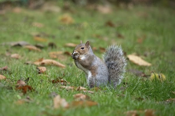 Grey squirrel (Sciurus carolinensis) adult animal feeding on fungi in autumn, England, United