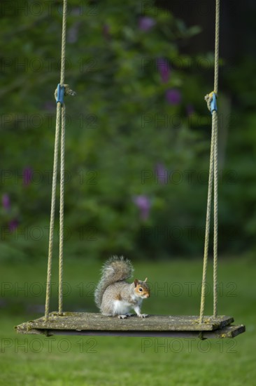 Grey squirrel (Sciurus carolinensis) adult animal on a garden swing, England, United Kingdom
