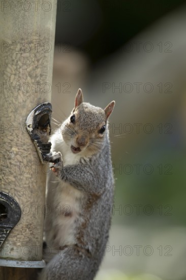 Grey squirrel (Sciurus carolinensis) adult animal eating sunflower seed hearts from a garden bird