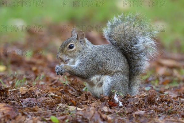 Grey squirrel (Sciurus carolinensis) adult animal eating an acorn in autumn, England, United