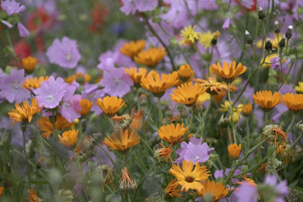 Species-rich, colourful flowering meadow with marigold (Calendula officinalis), Lower Rhine, North