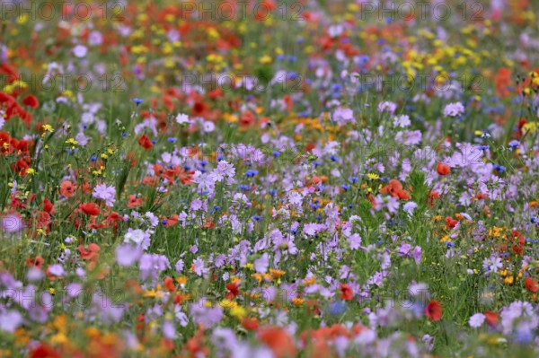 Species-rich colourful flowering meadow with musk mallow (Malva moschata) and poppy (Papaver