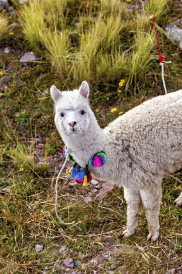 A curious alpaca with a colorful necklace looks at the camera surrounded by grass, A white llama on