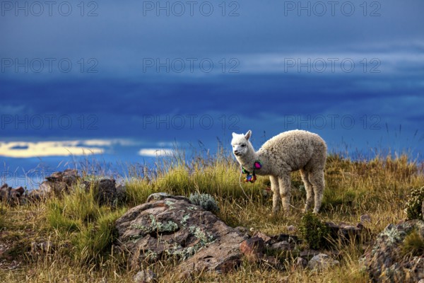 An alpaca grazes on a rocky mountainous landscape under a dramatic evening sky, a white llama on