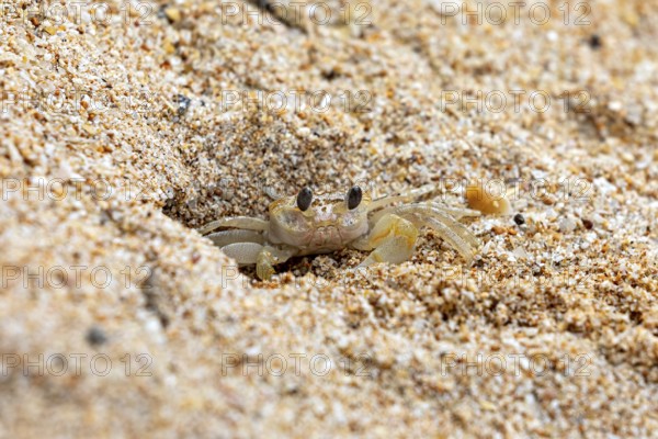 Small crab partially hiding in the sandy ground, A ghost crab (genus Ocypode) on the beach near