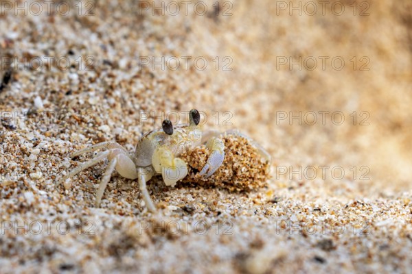 Crab carrying grains of sand and moving through warm sand, A ghost crab (genus Ocypode) on the