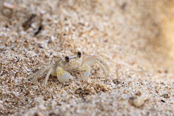 A small crab explores the sandy beach area, A ghost crab (genus Ocypode) on the beach near Koggala