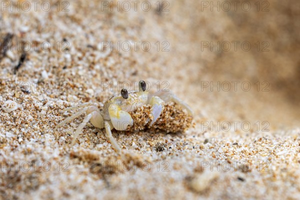 A crab lifts its head out of the sand and looks into the distance, A ghost crab (genus Ocypode) on