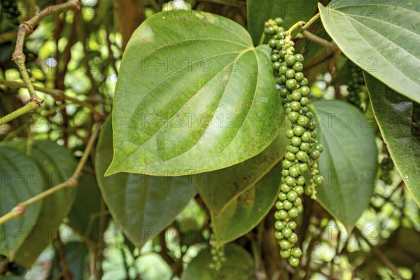 Green pepper plant with ripe leaves and hanging peppercorns in a natural environment, the pepper