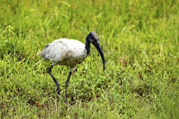 A bird with a long beak searches for food in a green meadow, A black-headed ibis (Threskiornis