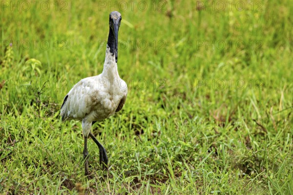 A walking bird stands in a green meadow and radiates peace, A black-headed ibis (Threskiornis