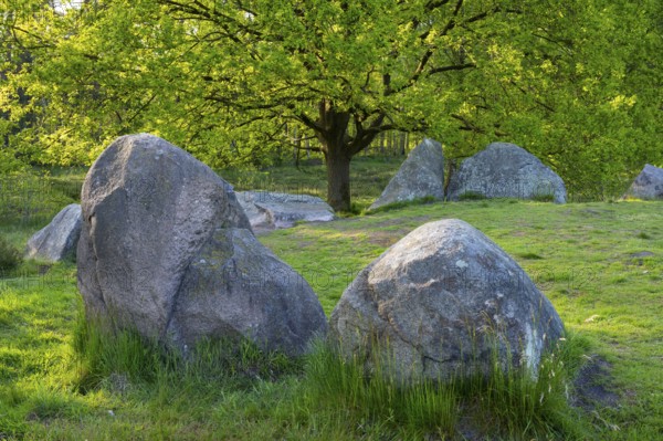 Glan Bride, Glander Steine, megalite grave, megalite culture, Dötlingen, Lower Saxony, Germany