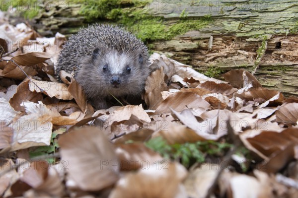 Hedgehog (Erinaceidae) on the forest floor looking for winter quarters, Cloppenburg, Lower Saxony,