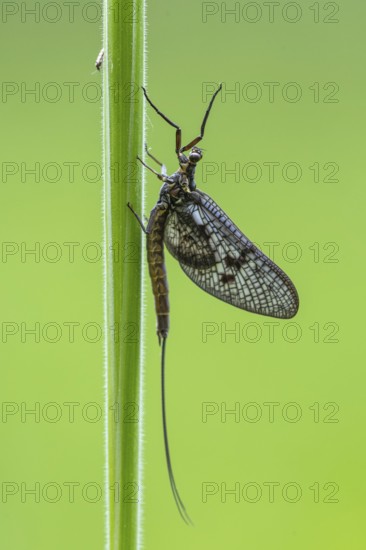 Ephemera danica or Danish mayfly (Ephemera danica), Ahlhorn, Lower Saxony, Germany