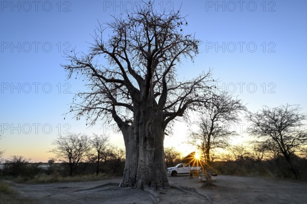 Camping vehicle under a baobab tree (Adansonia digitata), Kudiakam Pan, Nxai Pan National Park,
