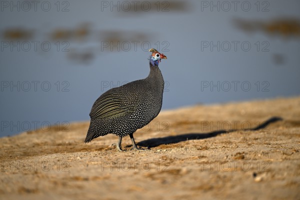 Helmeted guinea fowl (Numida meleagris) at the Nxai Pan waterhole, Nxai Pan National Park, near