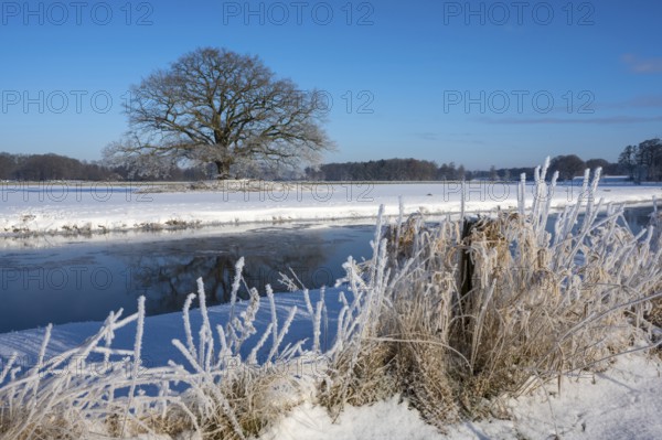 Old oak tree on the Hunte near Colnrade in winter, Bühren, Colnrade, Lower Saxony, Germany