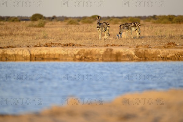 Plains zebra (Equus quagga) at the Nxai Pan waterhole, Nxai Pan National Park, near Gweta, Central