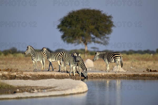 Plains zebra (Equus quagga) at the Nxai Pan waterhole, Nxai Pan National Park, near Gweta, Central