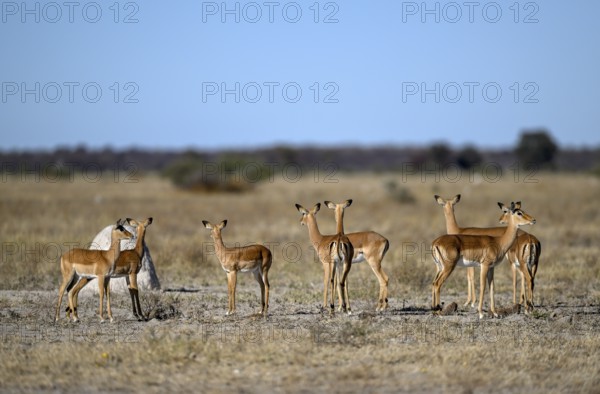 Black verse impala (Aepyceros melampus), Nxai Pan National Park, near Gweta, Central District,