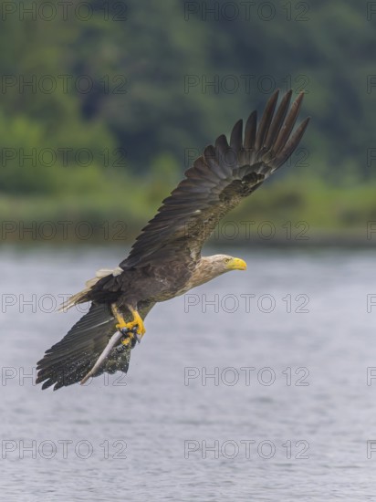 White-tailed eagle (Haliaeetus albicilla), in flight over a landscape of reeds and lakes with prey