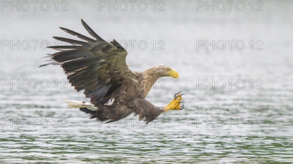 White-tailed eagle (Haliaeetus albicilla), in flight grabbing its prey, Mecklenburg-Western