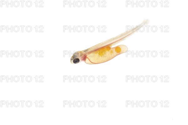 Juvenile fish, larva of Atlantic salmon (Salmo salar) after hatching in water, cut-out, fish,