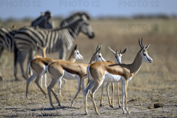 Springbok (Antidorcas hofmeyri) and plains zebra (Equus quagga) at the Nxai Pan waterhole, Nxai Pan